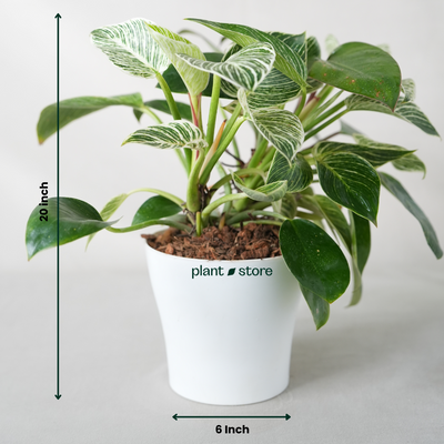 Philodendron Birkin