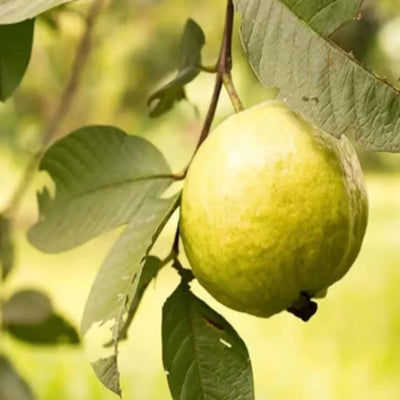 Thai Golden 8 Guava Grafted Plant