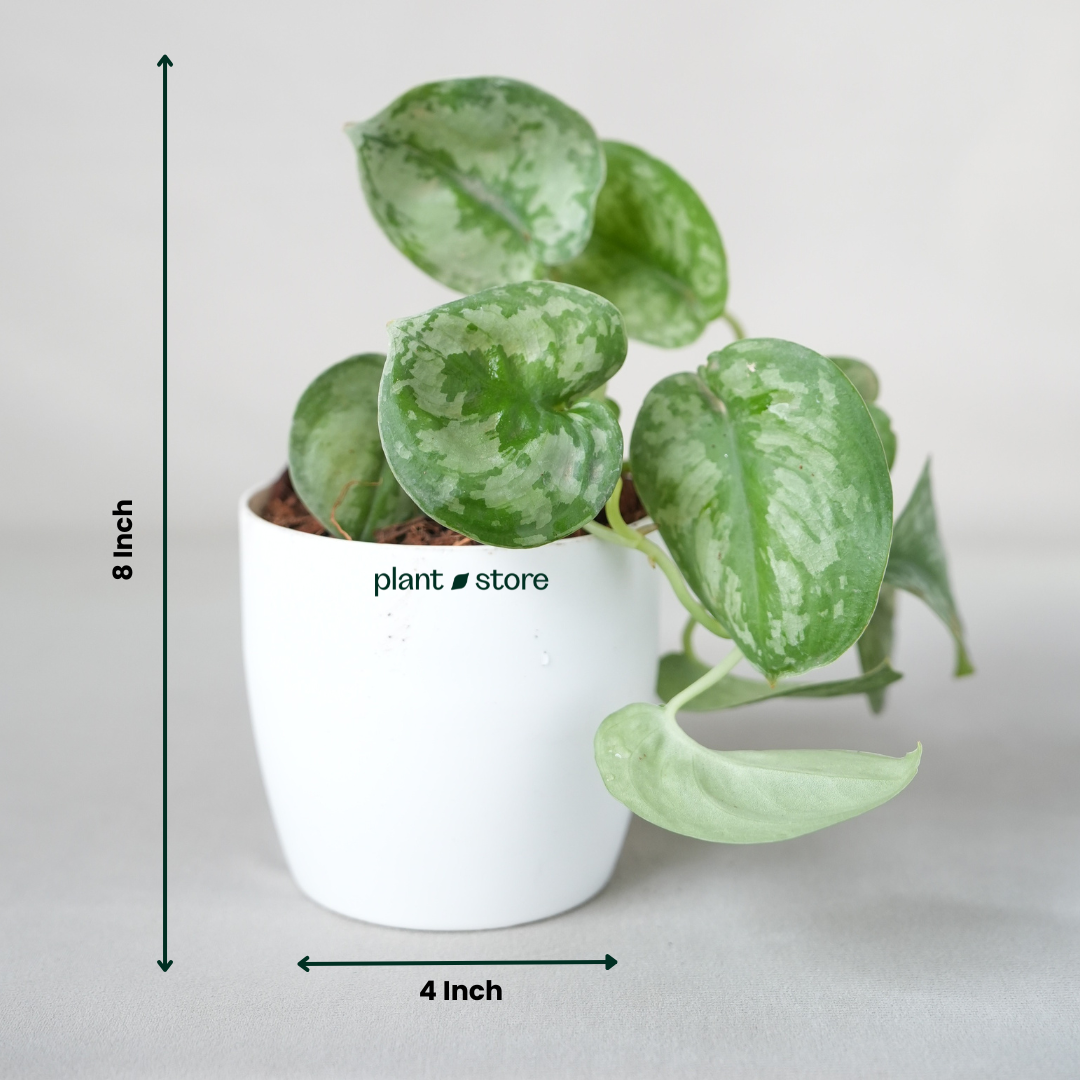 Scindapsus Silver