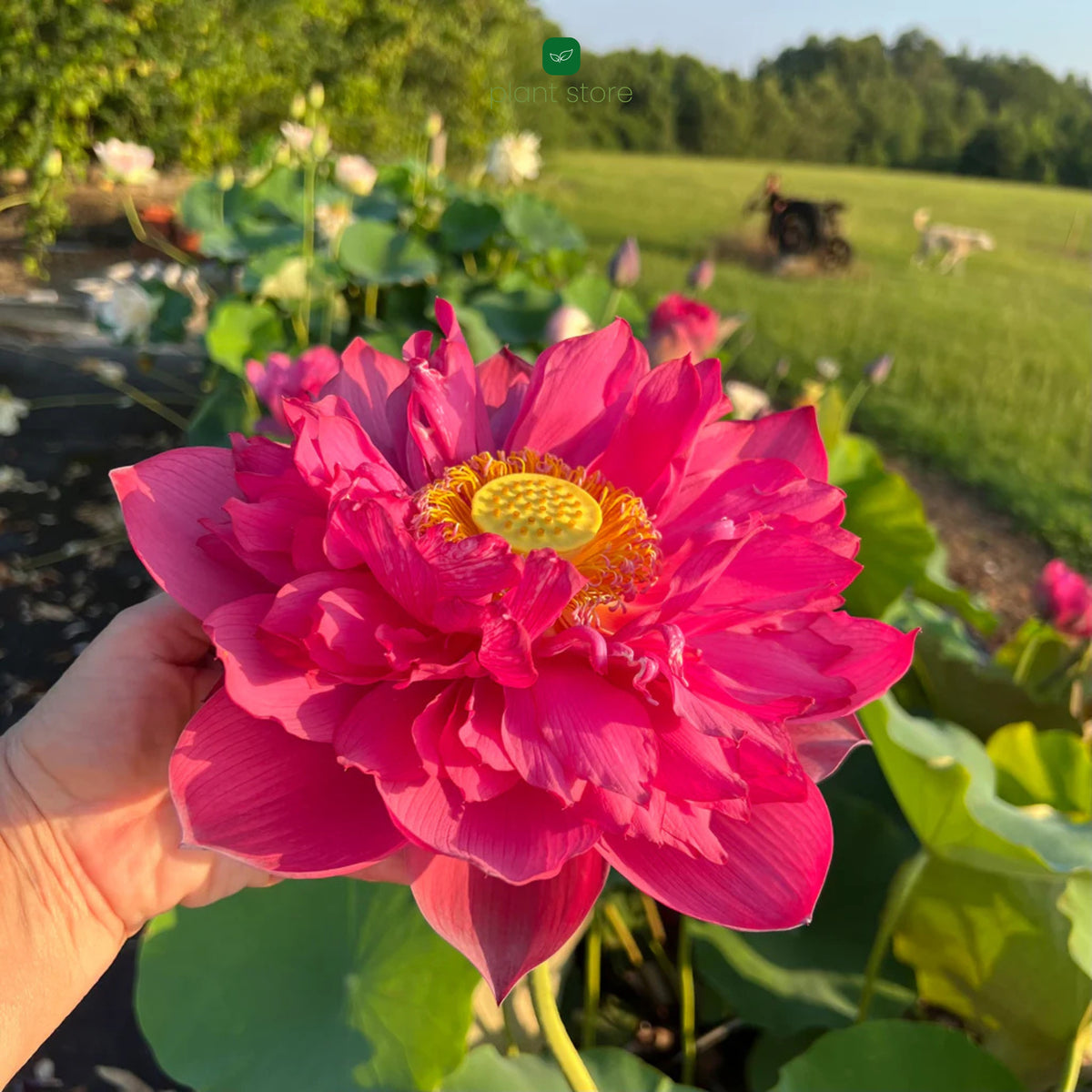 Lotus Red Philip Tuber - plant store® 