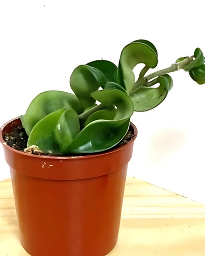 Hoya Compacta (Hindu Rope) - Potted