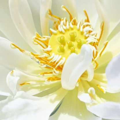 Foreigner Lotus Tuber