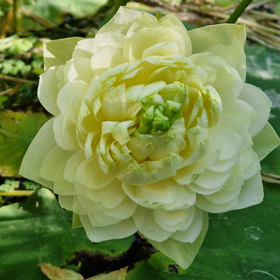 Rurun Lotus Tuber (Micro Lotus)