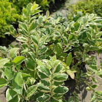 Variegated Guava Grafted Plant