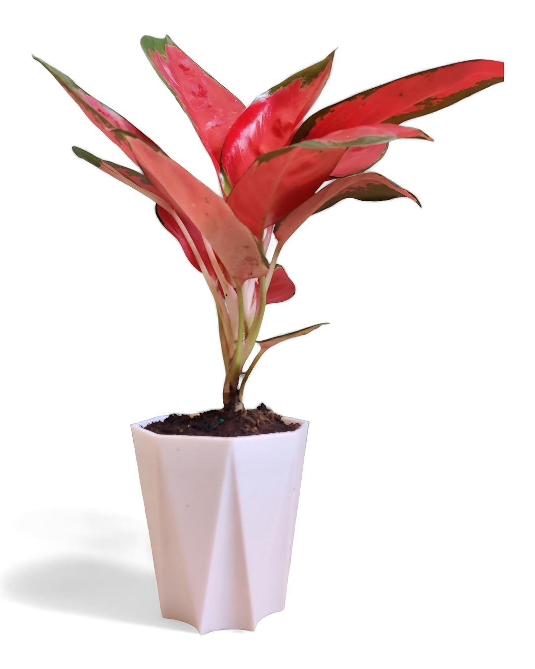 Aglaonema Thai Pink Beauty