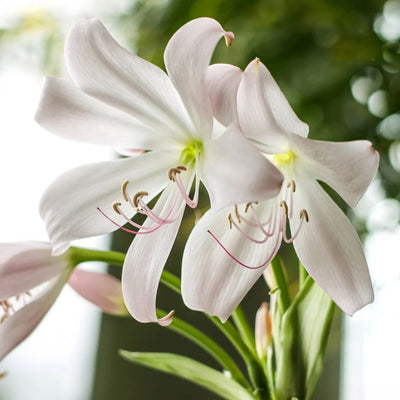 Crinum Lily (White) Bulbs