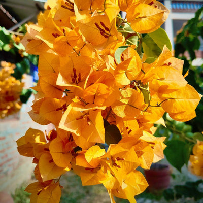 Chilli Yellow Bougainvillea