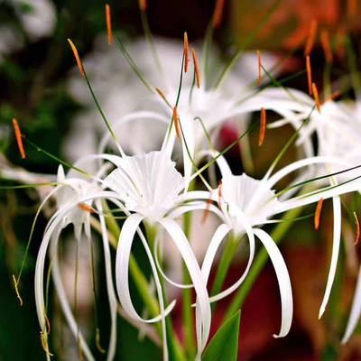 Spider Lily Bulbs - White