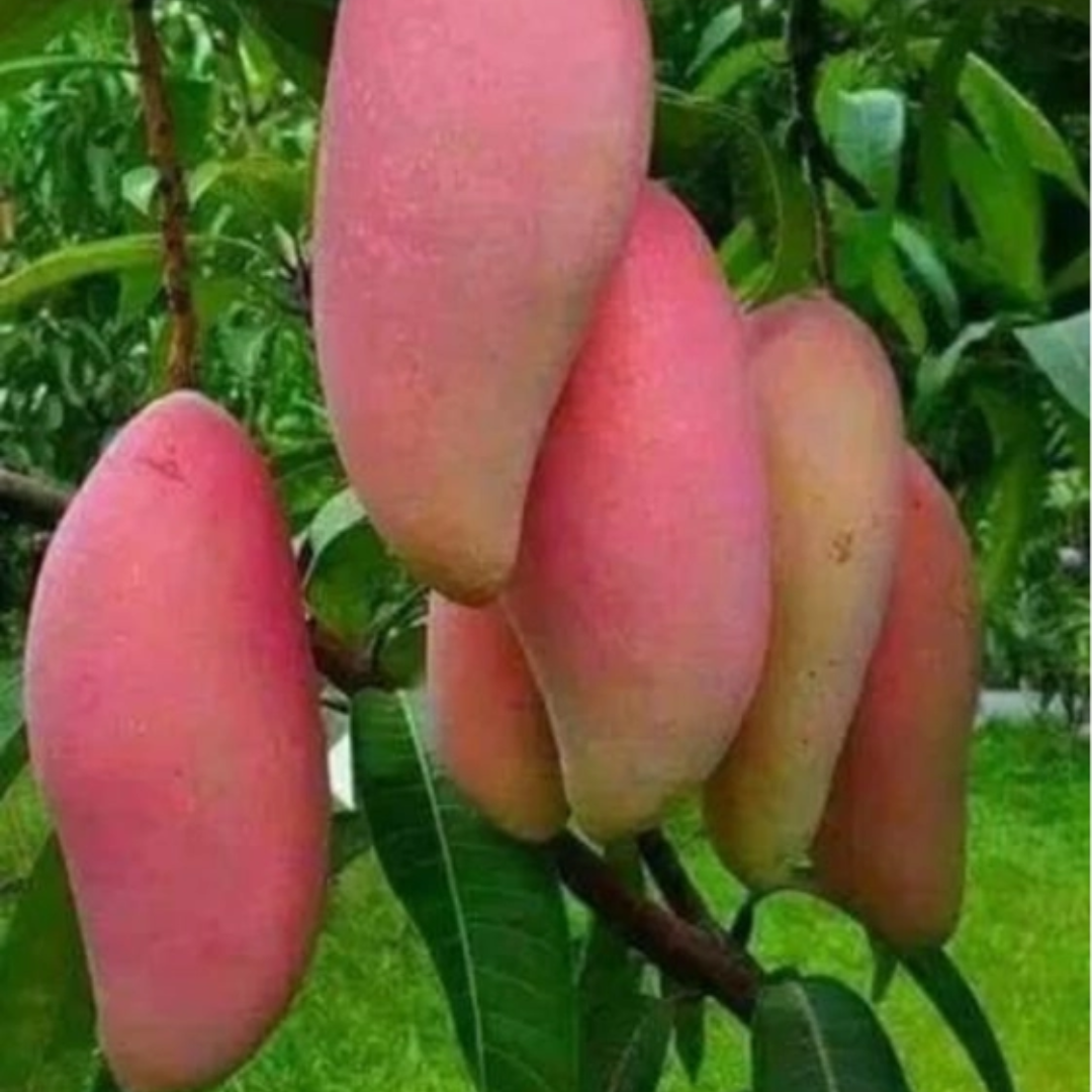 Red Banana Mango Grafted Tree