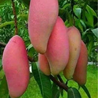 Red Banana Mango Grafted Tree