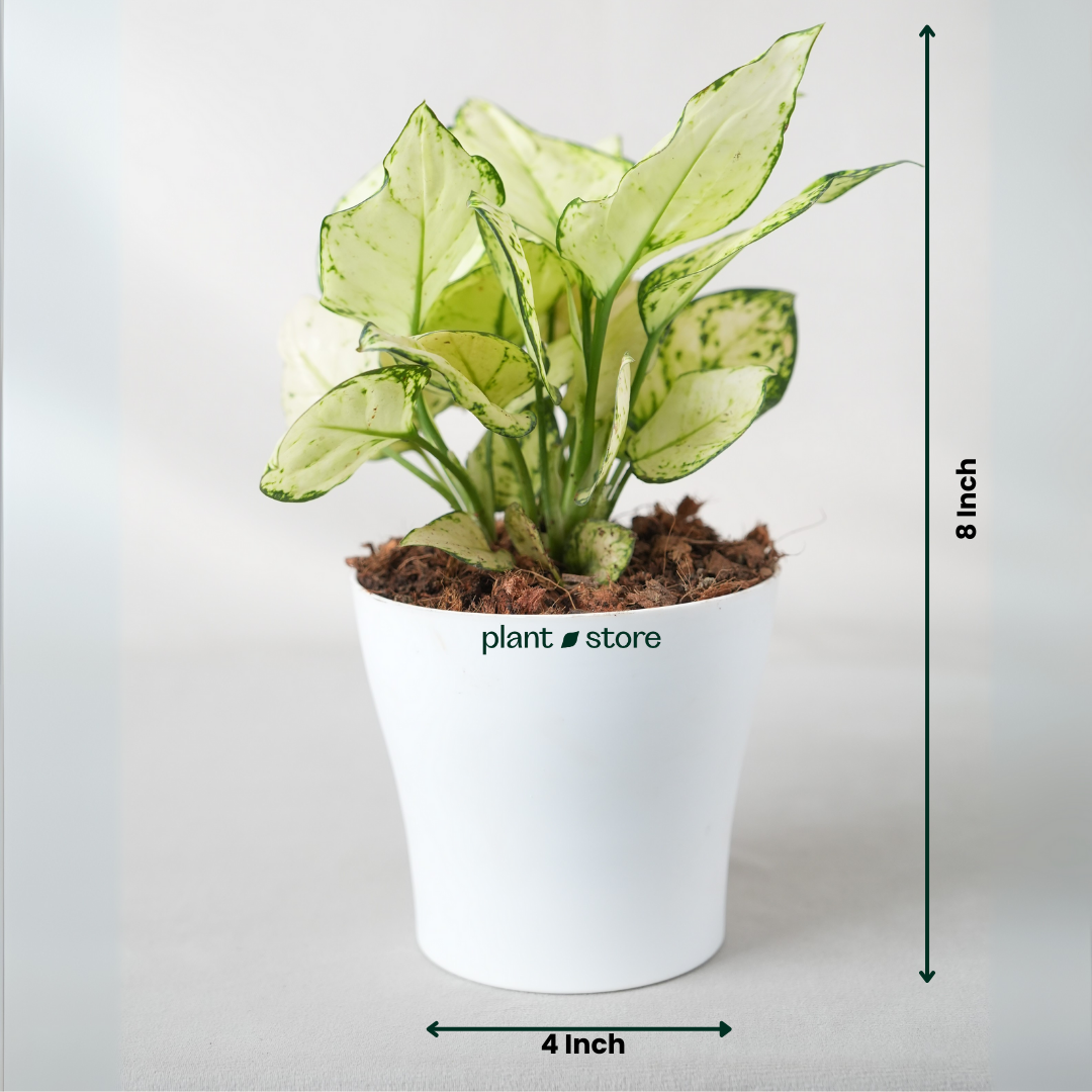 Aglaonema Super White