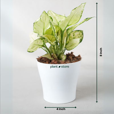 Aglaonema Super White