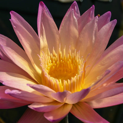 Waterlily 'Tropical Sunset'