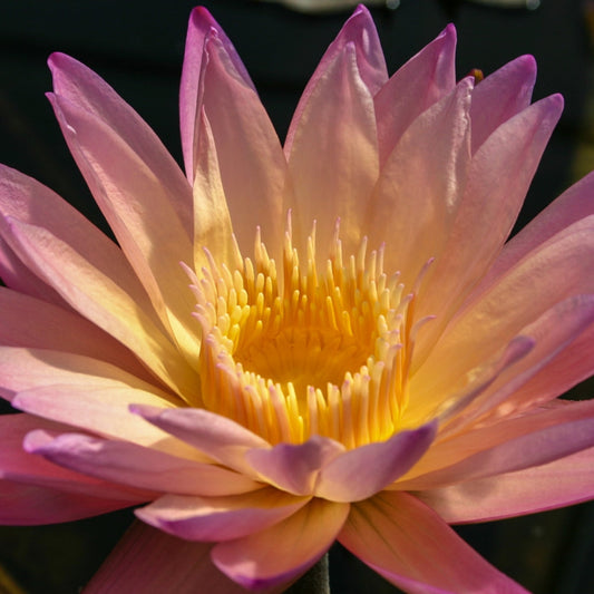 Waterlily 'Tropical Sunset' - plant store® 