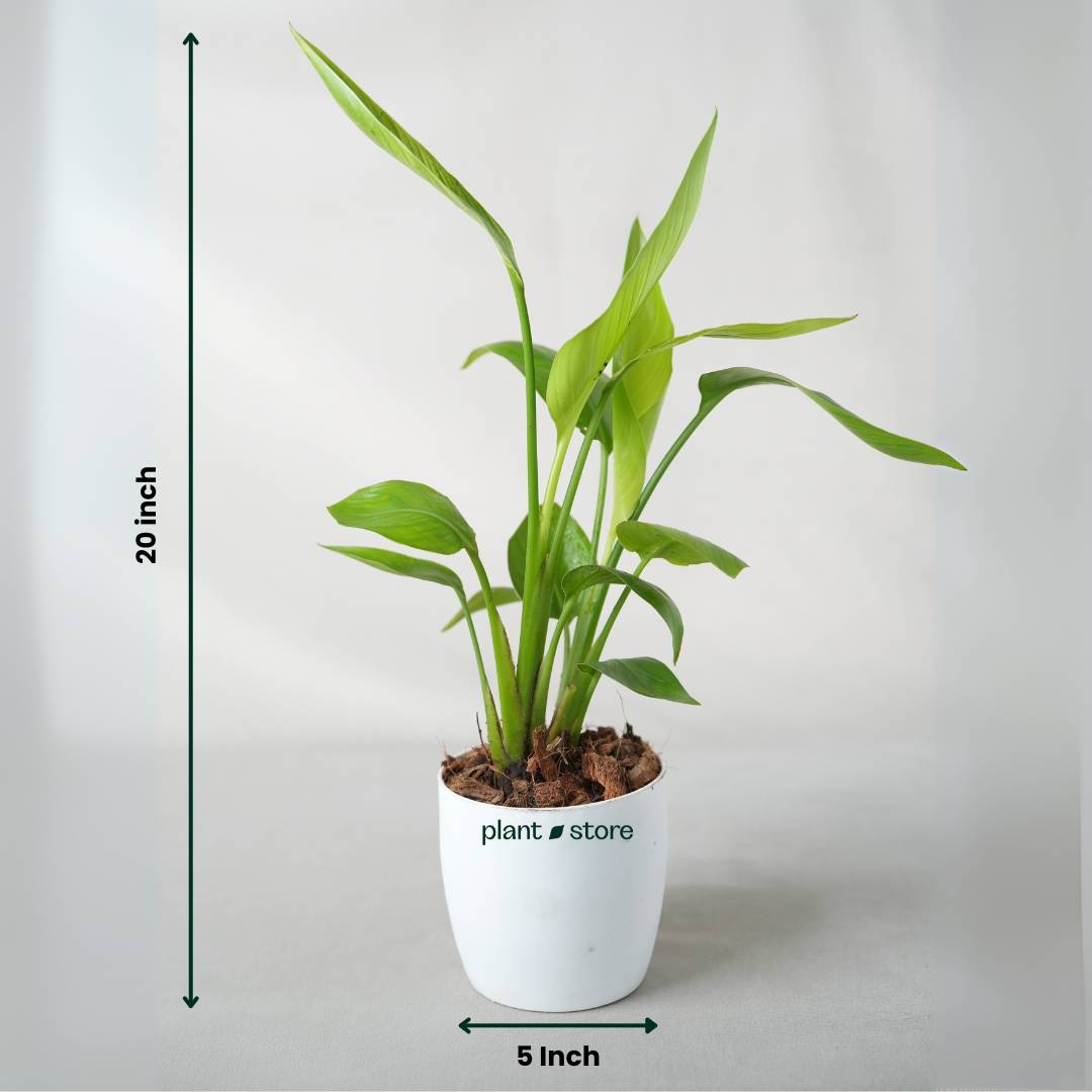 Bird Of Paradise Plant ( Strelitzia Reginae ) with Pot