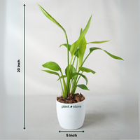 Bird Of Paradise Plant ( Strelitzia Reginae ) with Pot