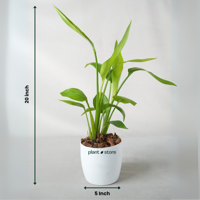 Bird Of Paradise Plant ( Strelitzia Reginae ) with Pot