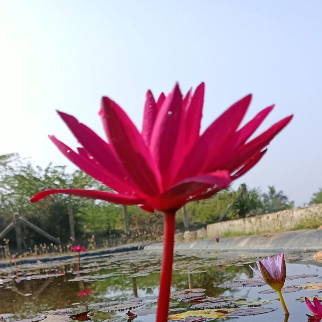 English Rose Tropical Waterlily (Night Bloomer)