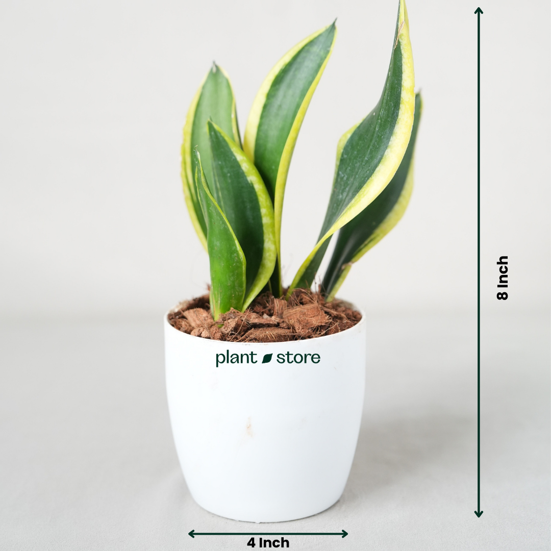 Snake Plant (Sansevieria Laurentii)