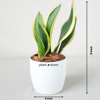 Snake Plant (Sansevieria Laurentii)