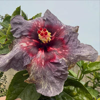 Drama Queen Hibiscus