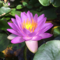 Siam Purple 2 Hardy Waterlily