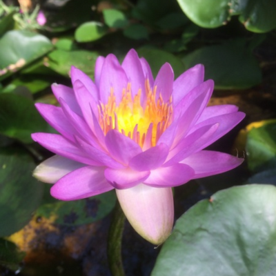 Siam Purple 2 Hardy Waterlily