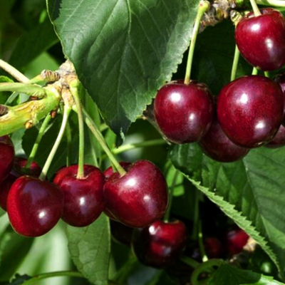 Tennis Ball Cherry Grafted Tree