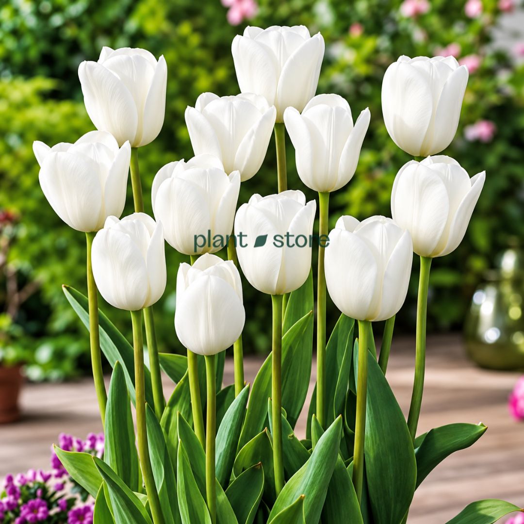 Dutch Tulip Royal Virgin Flowering Bulbs (Netherland Imported)