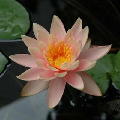 Colorado Hardy Waterlily