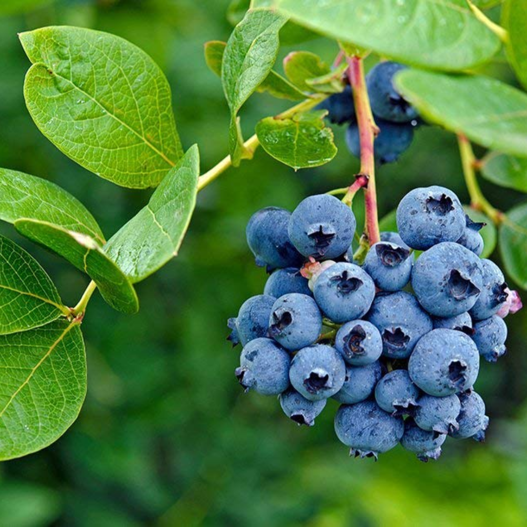 Blueberry Grafted Tree