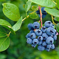 Blueberry Grafted Tree