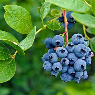 Blueberry Grafted Tree