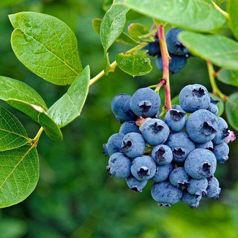 Blueberry Grafted Tree