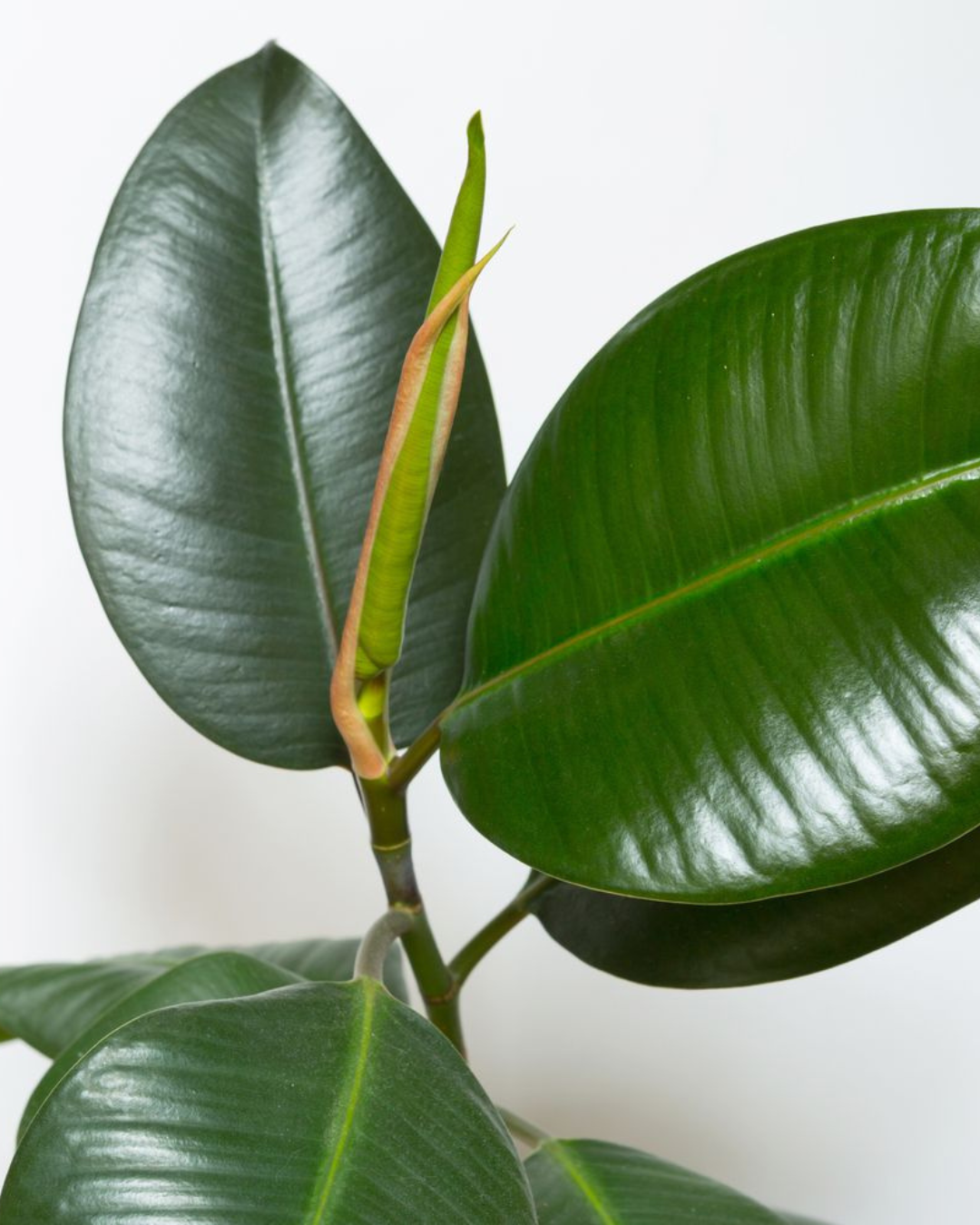 Green Rubber Plant