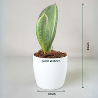 Sansevieria Whale Fin Variegated (Bare Rooted)