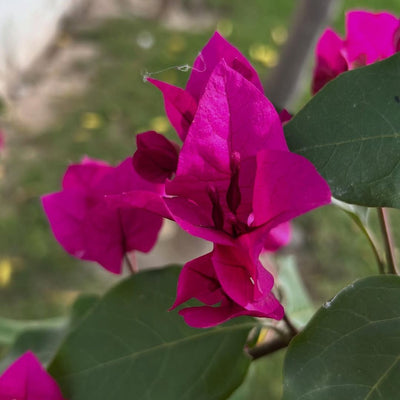 Strawberry Pink Bougainvillea