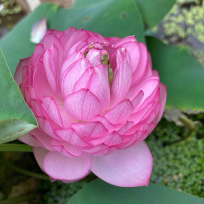 Madhu Radha Micro Lotus Tuber