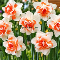 Daffodils - Fire Drill Double petal (Imported)
