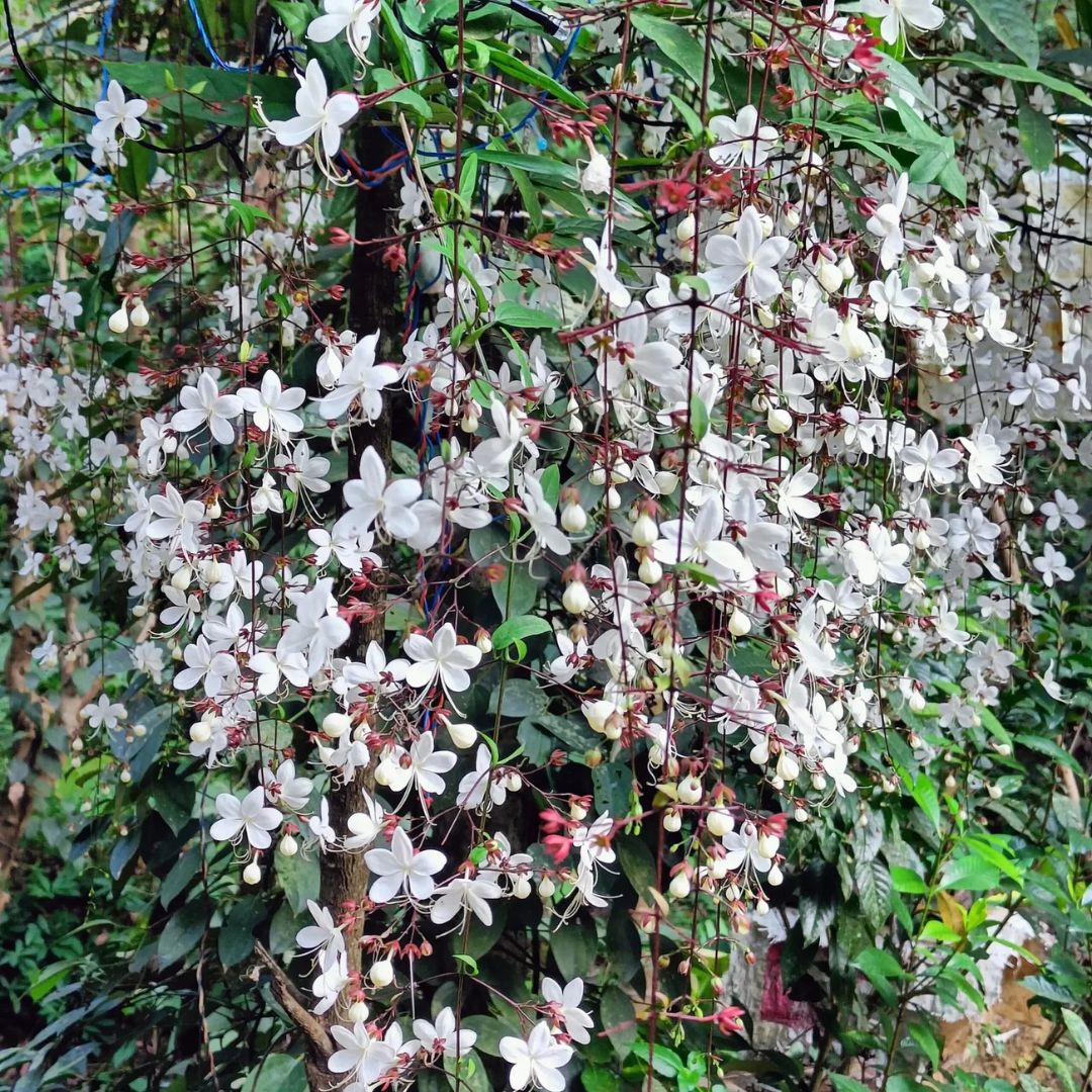 Chain of Glory Plant