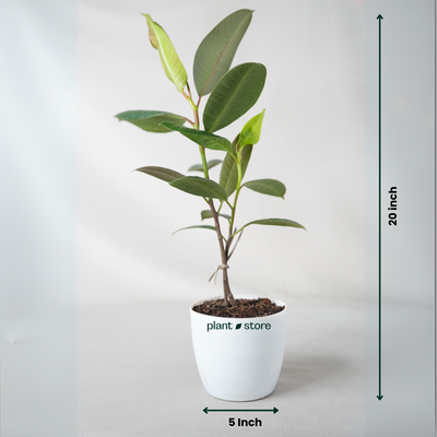 Green Rubber Plant