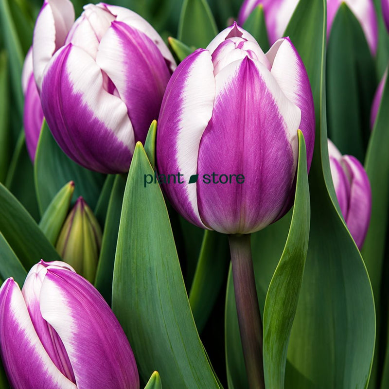 Dutch Tulip Librije Flowering Bulbs (Netherland Imported)