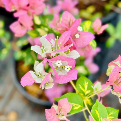 Timma Pink Bougainvillea (7 Inches Pot Size)