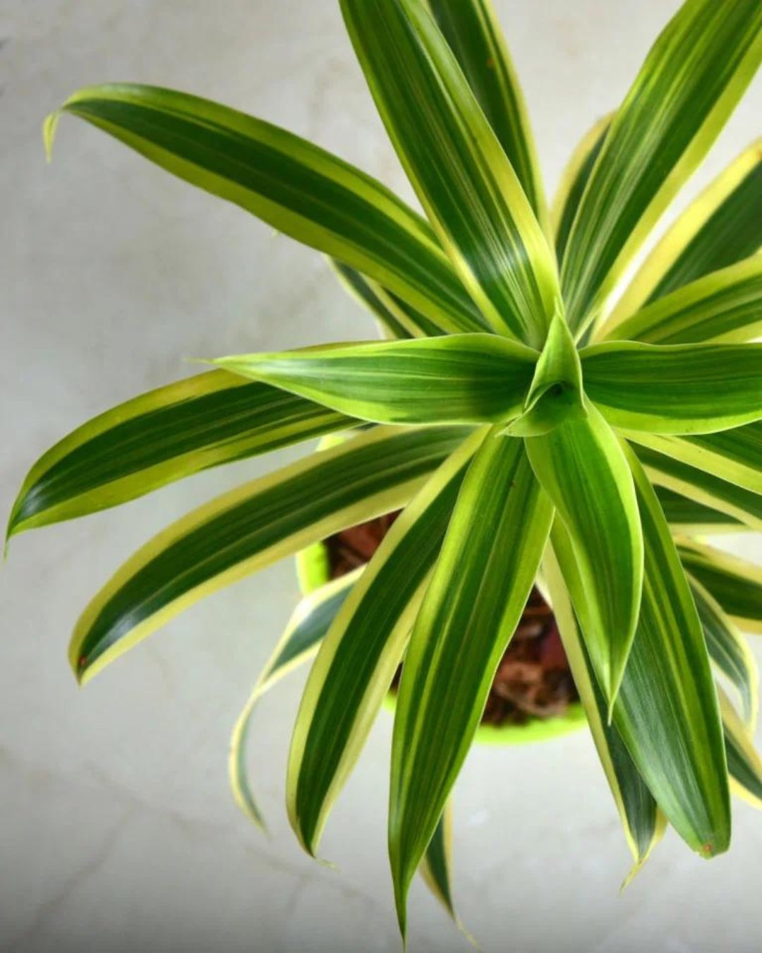 Dracaena Reflexa - Song Of India Plant with Pot - plant store® 