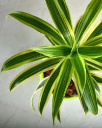 Dracaena Reflexa - Song Of India Plant with Pot - plant store® 
