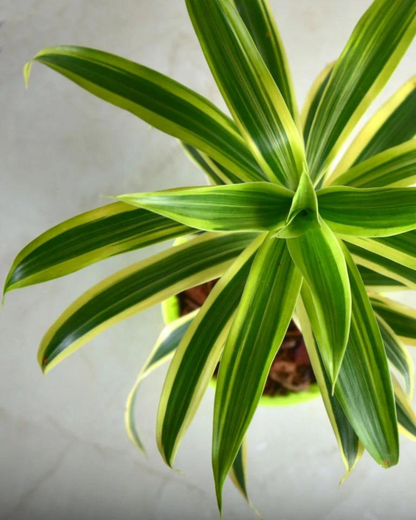 Dracaena Reflexa - Song Of India Plant with Pot