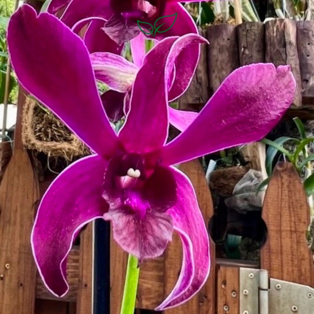 Dendrobium Red Big Lip (Blooming Size) - plant store® 