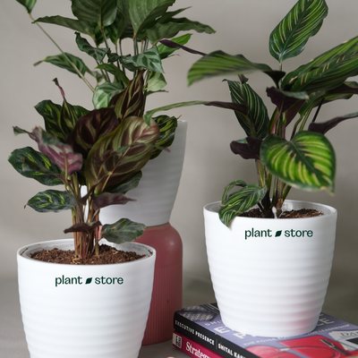 Tropical Calathea Trio