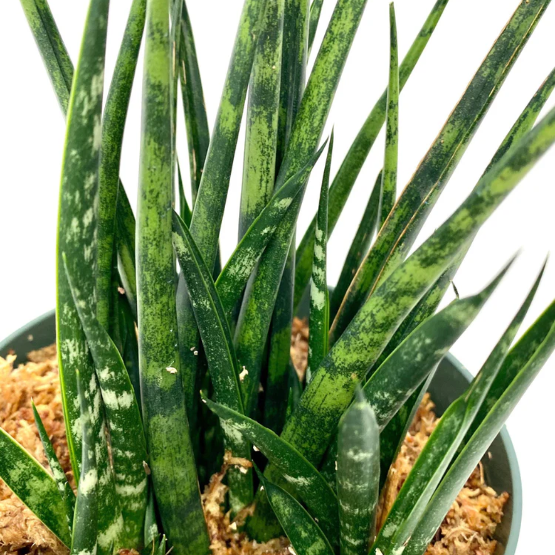 Sansevieria Fernwood (Potted)
