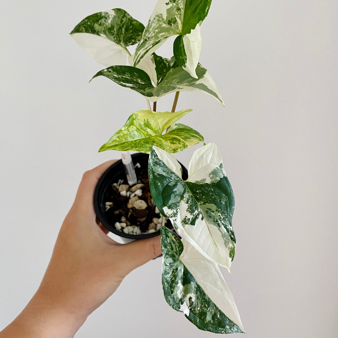 Syngonium Albo Variegated